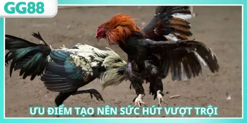 Ưu đãi của sảnh hấp dẫn nâng cao vốn chơi hiệu quả